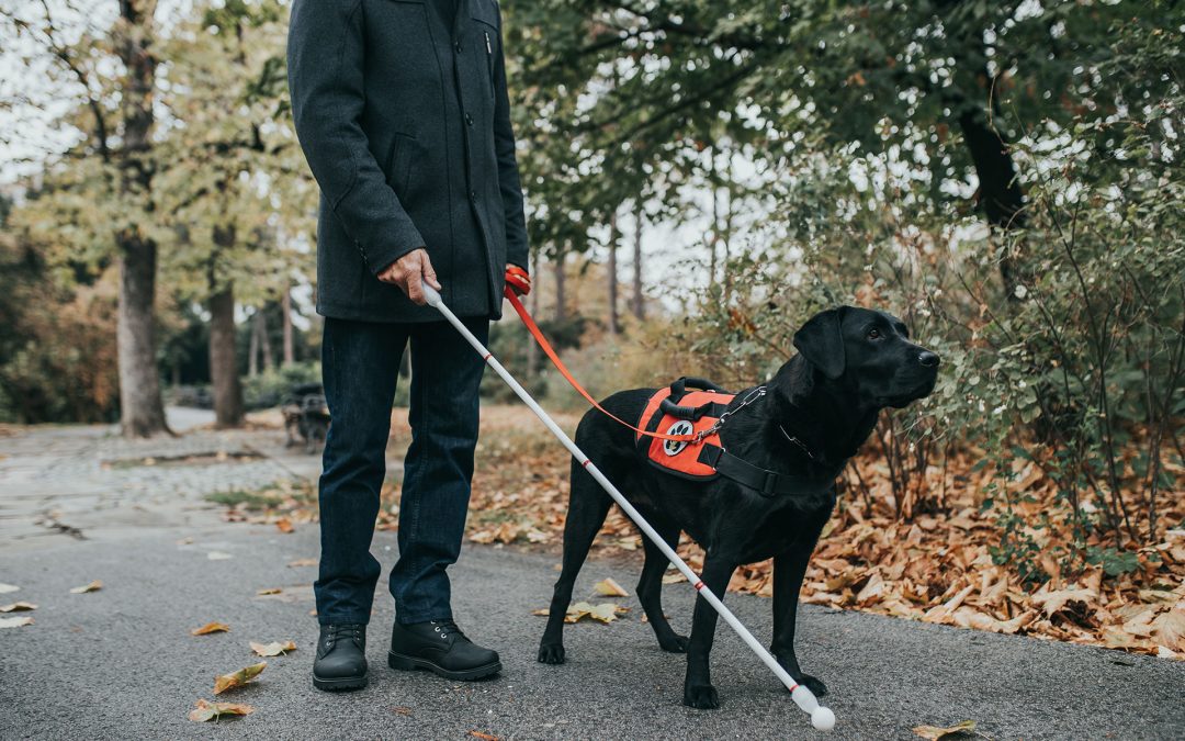 Guide dogs for the blind